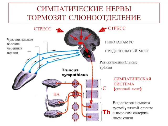 СИМПАТИЧЕСКИЕ НЕРВЫ ТОРМОЗЯТ СЛЮНООТДЕЛЕНИЕ Чувствительные волокна черепных нервов СТРЕСС СТРЕСС