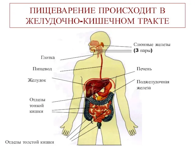 ПИЩЕВАРЕНИЕ ПРОИСХОДИТ В ЖЕЛУДОЧНО-КИШЕЧНОМ ТРАКТЕ Слюнные железы (3 пары) Печень