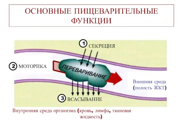 ОСНОВНЫЕ ПИЩЕВАРИТЕЛЬНЫЕ ФУНКЦИИ ВСАСЫВАНИЕ СЕКРЕЦИЯ МОТОРИКА Внешняя среда (полость ЖКТ)