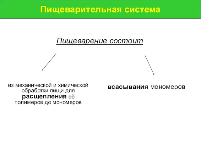 Пищеварительная система из механической и химической обработки пищи для расщепления