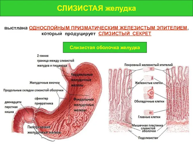 СЛИЗИСТАЯ желудка СЛИЗИСТАЯ желудка выстлана ОДНОСЛОЙНЫМ ПРИЗМАТИЧЕСКИМ ЖЕЛЕЗИСТЫМ ЭПИТЕЛИЕМ, который продуцирует СЛИЗИСТЫЙ СЕКРЕТ Слизистая оболочка желудка