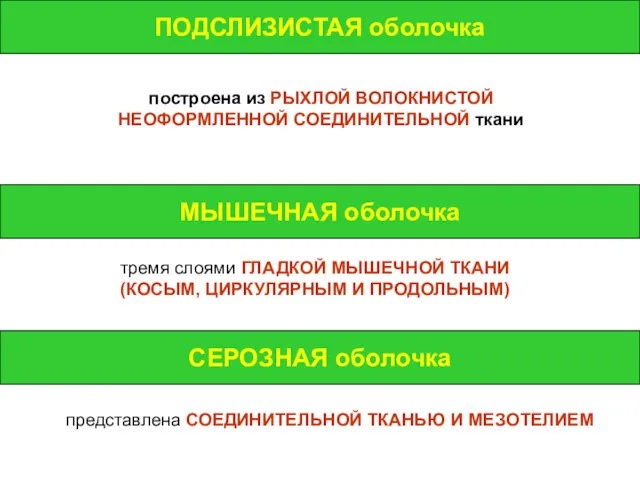 ПОДСЛИЗИСТАЯ оболочка ПОДСЛИЗИСТАЯ оболочка построена из РЫХЛОЙ ВОЛОКНИСТОЙ НЕОФОРМЛЕННОЙ СОЕДИНИТЕЛЬНОЙ