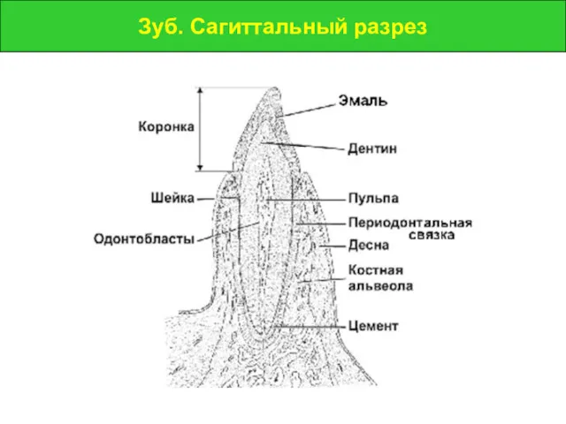 Зуб. Сагиттальный разрез Зуб. Сагиттальный разрез