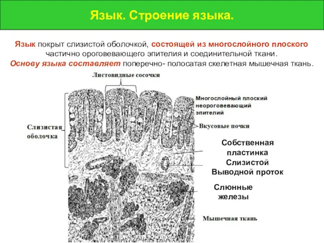 Язык. Строение языка. Язык. Строение языка. Собственная пластинка Слизистой Выводной