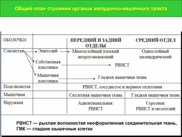 Общий план строения органов желудочно-кишечного тракта Общий план строения органов желудочно-кишечного тракта