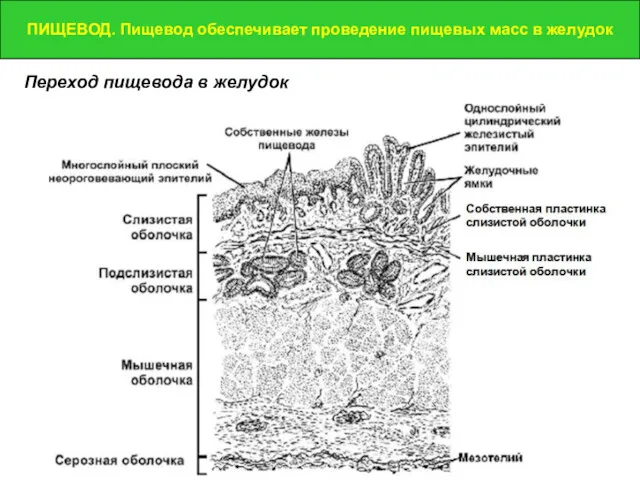 ПИЩЕВОД. Пищевод обеспечивает проведение пищевых масс в желудок ПИЩЕВОД. Пищевод