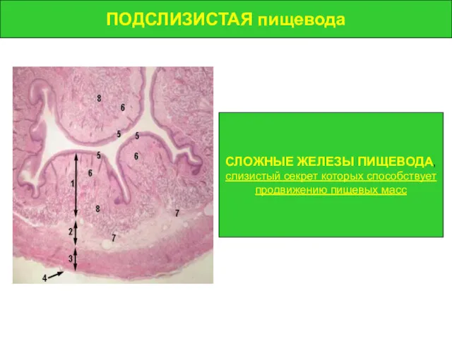 ПОДСЛИЗИСТАЯ пищевода ПОДСЛИЗИСТАЯ пищевода СЛОЖНЫЕ ЖЕЛЕЗЫ ПИЩЕВОДА, слизистый секрет которых способствует продвижению пищевых масс