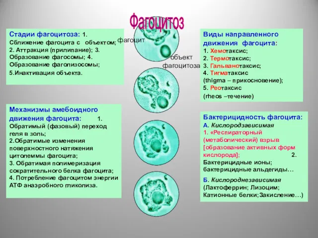 Стадии фагоцитоза: 1.Сближение фагоцита с объектом; 2. Аттракция (прилипание); 3.Образование