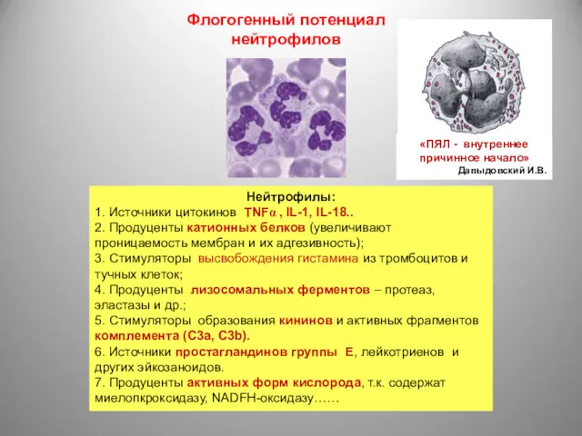 Нейтрофилы: 1. Источники цитокинов TNFα , IL-1, IL-18.. 2. Продуценты