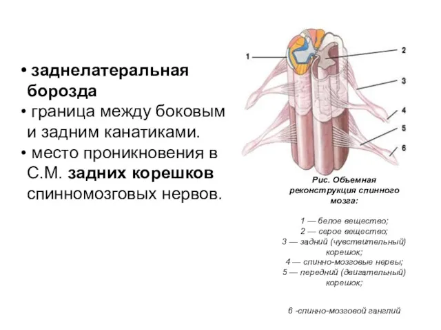 Рис. Объемная реконструкция спинного мозга: 1 — белое вещество; 2