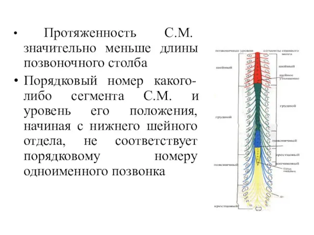 Протяженность С.М. значительно меньше длины позвоночного столба Порядковый номер какого-либо