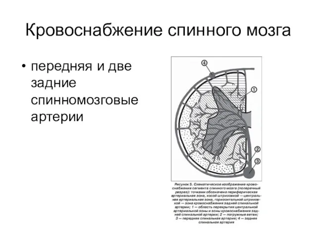 Кровоснабжение спинного мозга передняя и две задние спинномозговые артерии