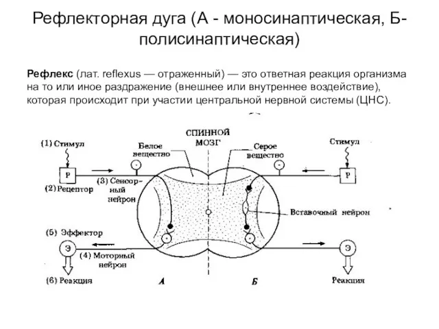 Рефлекторная дуга (А - моносинаптическая, Б- полисинаптическая) Рефлекс (лат. reflexus