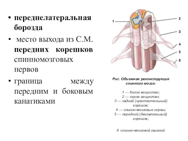 переднелатеральная борозда место выхода из С.М. передних корешков спинномозговых нервов