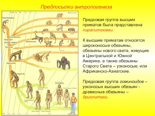 Предпосылки антропогенеза Предковая группа высших приматов была представлена парапитеками. К