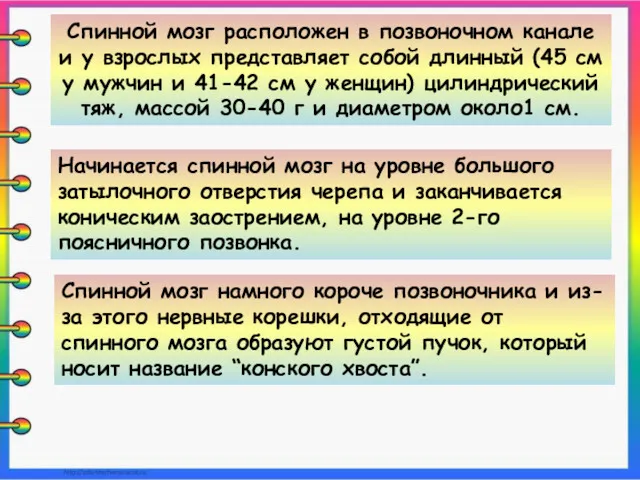 Спинной мозг расположен в позвоночном канале и у взрослых представляет