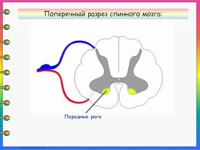 Передние рога Поперечный разрез спинного мозга: