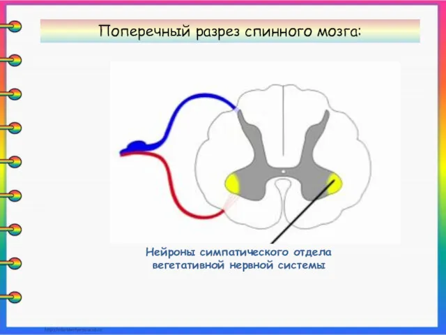 Нейроны симпатического отдела вегетативной нервной системы Поперечный разрез спинного мозга: