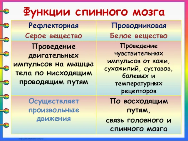 Функции спинного мозга