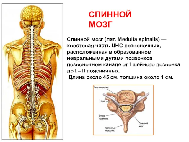 Спинной мозг (лат. Medulla spinalis) —хвостовая часть ЦНС позвоночных, расположенная