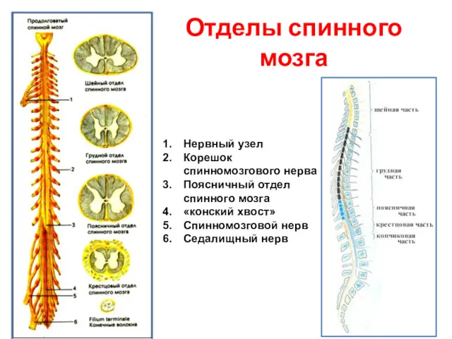 Нервный узел Корешок спинномозгового нерва Поясничный отдел спинного мозга «конский