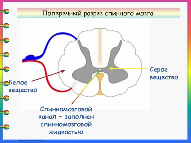 Спинномозговой канал – заполнен спинномозговой жидкостью Серое вещество Белое вещество Поперечный разрез спинного мозга: