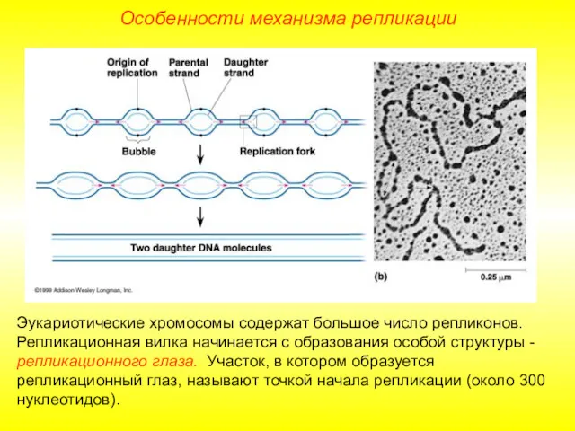 Эукариотические хромосомы содержат большое число репликонов. Репликационная вилка начинается с