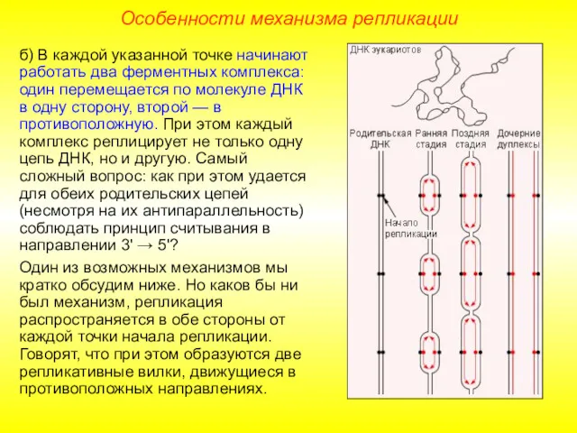 Особенности механизма репликации б) В каждой указанной точке начинают работать