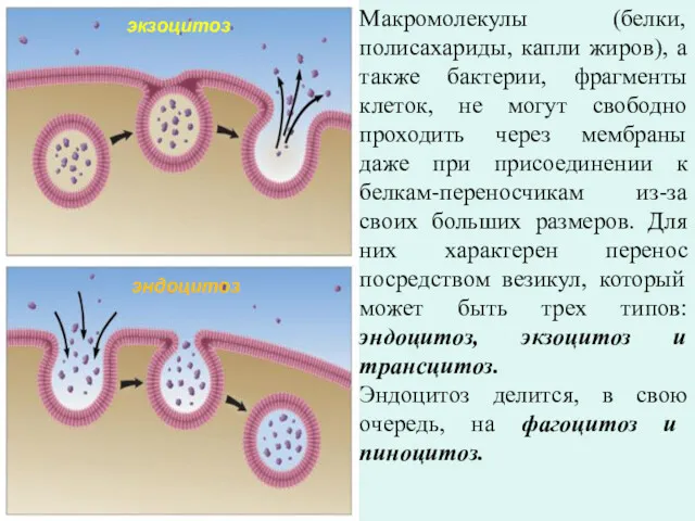 Макромолекулы (белки, полисахариды, капли жиров), а также бактерии, фрагменты клеток,