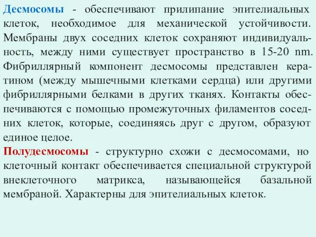 Десмосомы - обеспечивают прилипание эпителиальных клеток, необходимое для механической устойчивости.