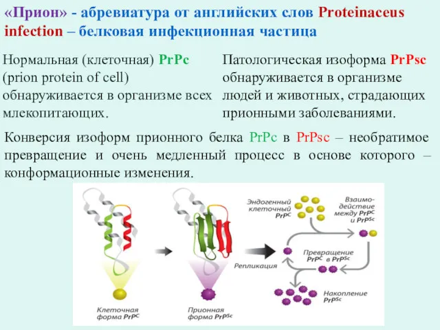 «Прион» - абревиатура от английских слов Proteinaceus infection – белковая