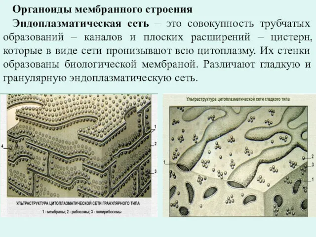 Органоиды мембранного строения Эндоплазматическая сеть – это совокупность трубчатых образований