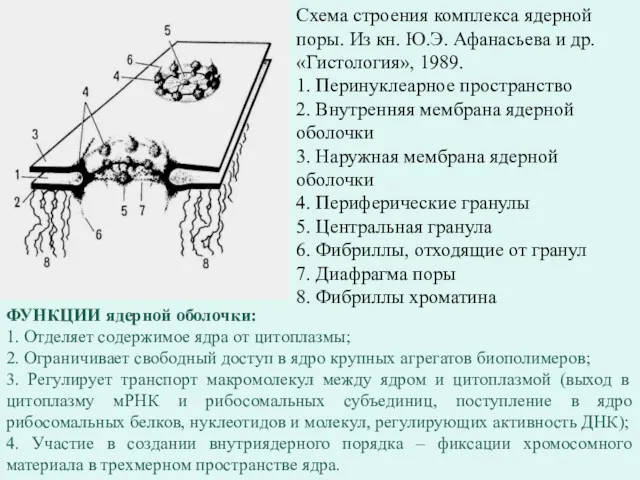 Схема строения комплекса ядерной поры. Из кн. Ю.Э. Афанасьева и