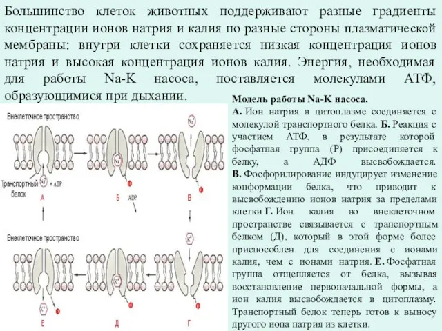 Модель работы Na-K насоса. А. Ион натрия в цитоплазме соединяется