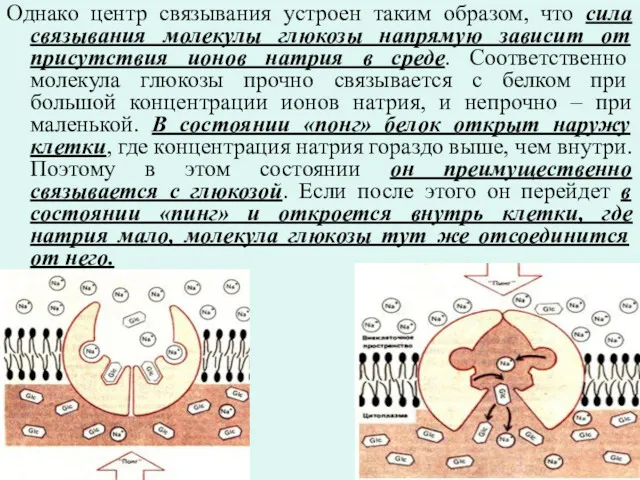 Однако центр связывания устроен таким образом, что сила связывания молекулы