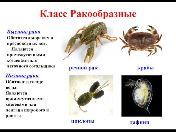 Класс Ракообразные Высшие раки Обитатели морских и пресноводных вод. Являются