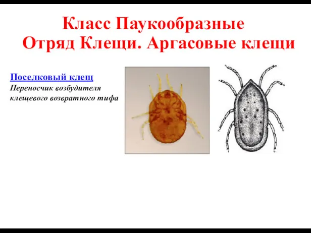 Отряд Клещи. Аргасовые клещи Поселковый клещ Переносчик возбудителя клещевого возвратного тифа Класс Паукообразные