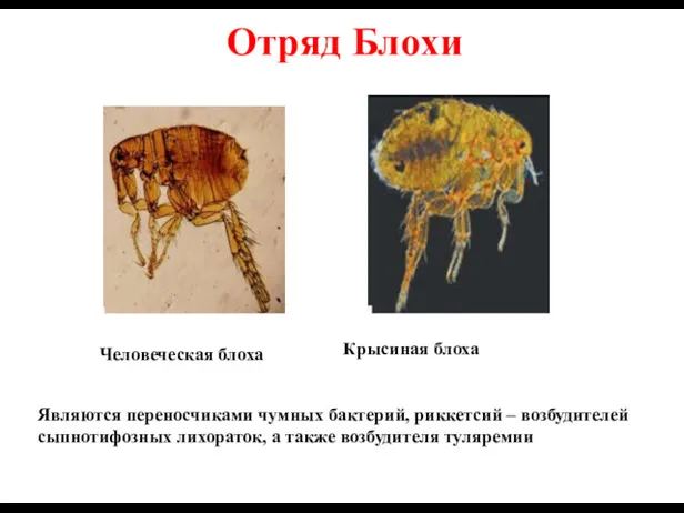 Человеческая блоха Крысиная блоха Отряд Блохи Являются переносчиками чумных бактерий,