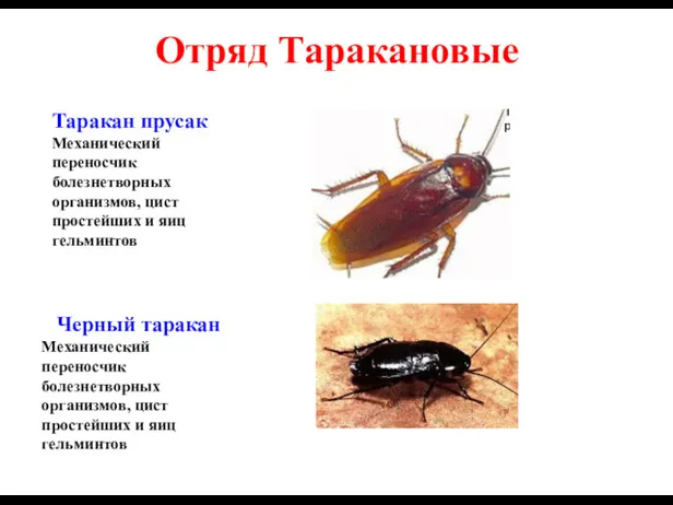 Отряд Таракановые Таракан прусак Механический переносчик болезнетворных организмов, цист простейших