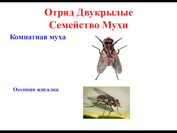 Комнатная муха Осенняя жигалка Отряд Двукрылые Семейство Мухи