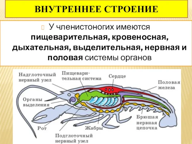 ВНУТРЕННЕЕ СТРОЕНИЕ У членистоногих имеются пищеварительная, кровеносная, дыхательная, выделительная, нервная и половая системы органов