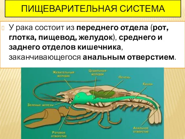 ПИЩЕВАРИТЕЛЬНАЯ СИСТЕМА У рака состоит из переднего отдела (рот, глотка,