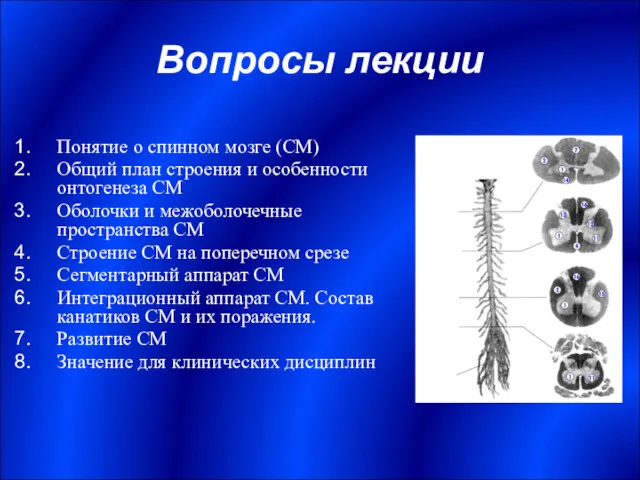 Вопросы лекции Понятие о спинном мозге (СМ) Общий план строения и особенности онтогенеза