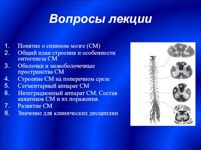 Вопросы лекции Понятие о спинном мозге (СМ) Общий план строения