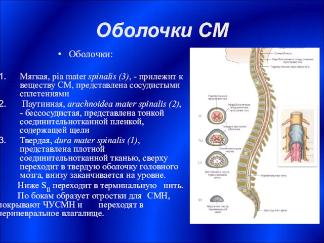 Оболочки СМ Оболочки: Мягкая, pia mater spinalis (3), - прилежит к веществу СМ,