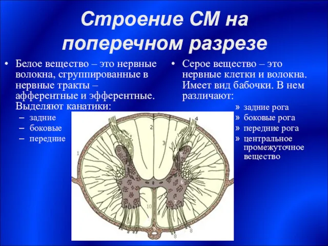 Строение СМ на поперечном разрезе Белое вещество – это нервные