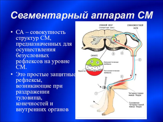 Сегментарный аппарат СМ СА – совокупность структур СМ, предназначенных для осуществления безусловных рефлексов