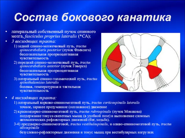 Состав бокового канатика латеральный собственный пучок спинного мозга, fasciculus proprius lateralis (*СА); 3