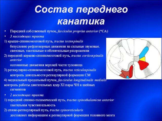 Состав переднего канатика Передний собственный пучок, fasciculus proprius anterior (*СА)