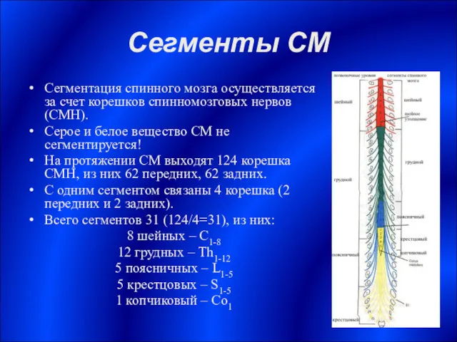 Сегменты СМ Сегментация спинного мозга осуществляется за счет корешков спинномозговых нервов (СМН). Серое